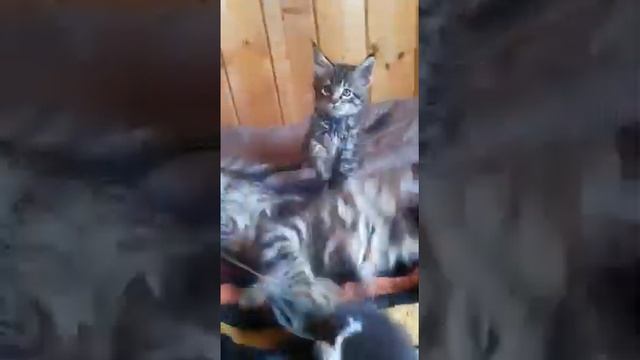 Как выглядят настоящие толстенькие котята породы Мейн-кун в возрасте 1,5 и 2 месяцев, если их любят смотреть онлайн