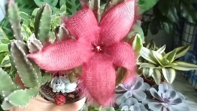 Прекрасная, ?волосатая, ?вонючая? ЗВЕЗДА?? ???(17.10.2020) смотреть онлайн