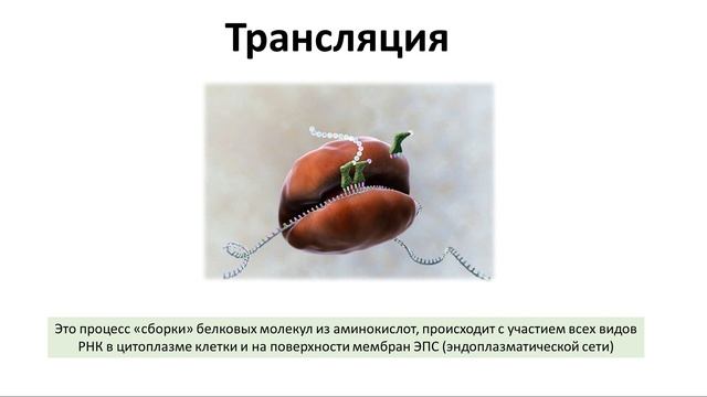 5. РНК и синтез белка (9 или 10-11 класс) - биология, подготовка к ЕГЭ и ОГЭ 2018 смотреть онлайн