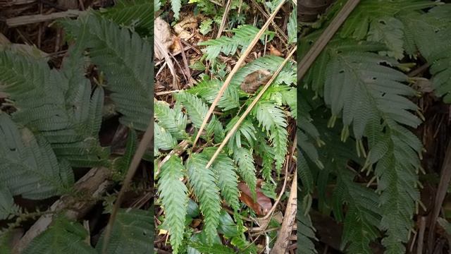 Sellaginellales. Sellaginellaceae. Selaginella Sp. Borneo