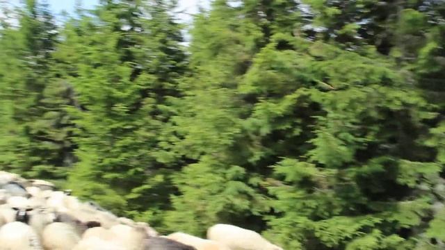 Овцы в Карпатах смотреть онлайн
