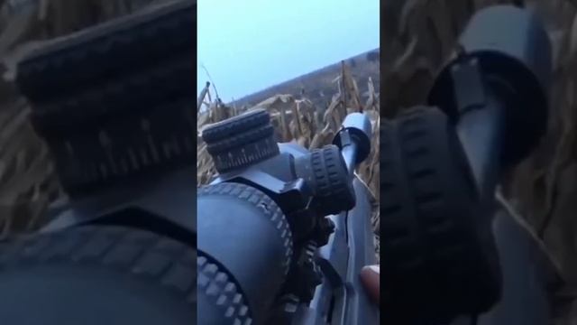 охота на кабана в кукурузе 2022. не фартануло... #shorts #hunting #hunter #boarhunting #deerhunting смотреть онлайн