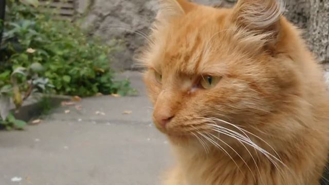 Не опоздай Кандалин Юрий смотреть онлайн