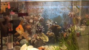 Белые точечки на рыбках, как лечить?