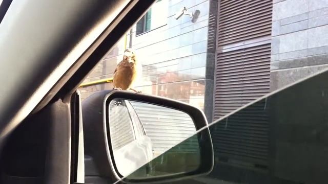 Птички прилетели на мое окно!)