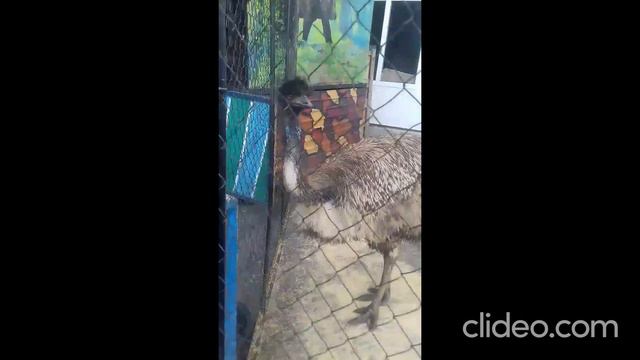 ХОТИТЕ УВИДЕТЬ МЕДВЕДЯ И ВОЛКА И ЛЬВА....РОЛИК ИЗ ЗООПАРКА смотреть онлайн