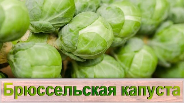 Развитие речи дошкольников. Овощи смотреть онлайн