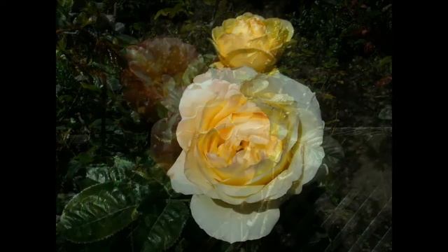 rose garden at golden gate park смотреть онлайн