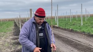 Элитные саженцы черешни , груши и яблони из плодопитомника Маценко посаженные по методам UFO , KGB