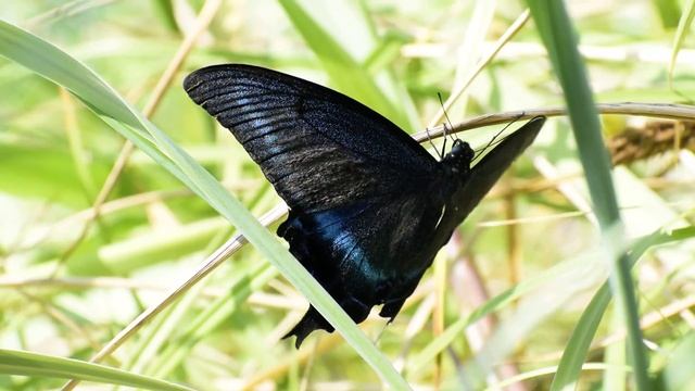 Парусник Маака на Сахалине. Невельский район, август 2021. смотреть онлайн