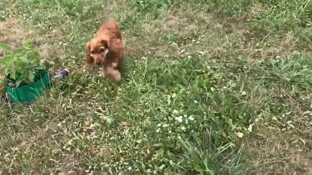 Прогулка с Англ. Кокер Спаниелем 5 месяцев / Walking With English Cocker Spaniel 5 Months