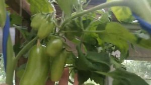 Томаты: Чио-Чио-сан,Сызранская пипочка,Космонавт Волков,Карнобель и Позано.Обзор и дегустация .