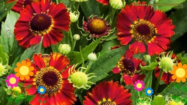 Гелениум гибридный Сальса. Краткий обзор, описание характеристик helenium hybridum Salsa смотреть онлайн