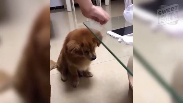 15 МИНУТ СМЕХА И УМИЛЕНИЯ - СМЕШНЫЕ И МИЛЫЕ КОШКИ, СОБАКИ, Приколы, ржач до слез смотреть онлайн