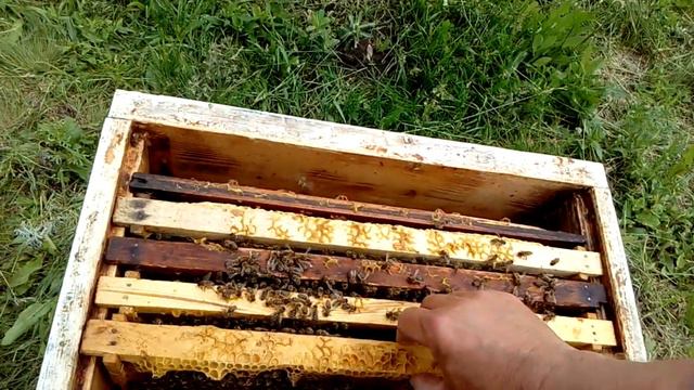 VID Осмотр отводка на наличие матки. смотреть онлайн