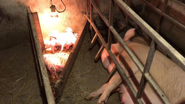 ВСЕ ПЛАНЫ КОТУ ПОД ХВОСТ//ОПОРОС свинки//и доверяй после этого людям смотреть онлайн