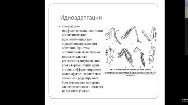 "Направления эволюции" повторение к ЕГЭ (Баштанник Н.Е.) смотреть онлайн