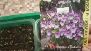 Ампельная Виола. Посев Виолы (Анютиных глазок).