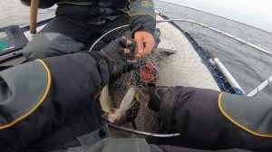 Этот воблер косит щуку.  Троллинг для начинающих.  Выбор снасти, оснасток, техника троллинга.