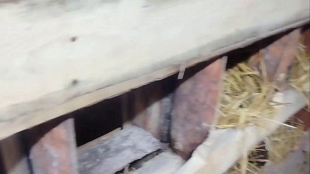 Обзавелся птицей. Развожу курочек. Мой первый опыт) смотреть онлайн