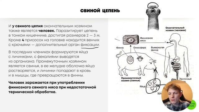 БИОЛОГИЯ ОГЭ - Жизненные циклы ленточных червей смотреть онлайн