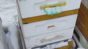 зимовка пчел на воле без зимних подкормок и с максимальной экономией кормов