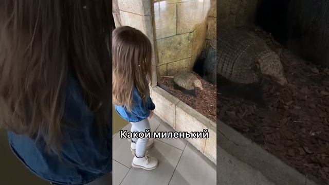 Реакция Мии на броненосца ? ? #радость #животные #екатеринбург смотреть онлайн