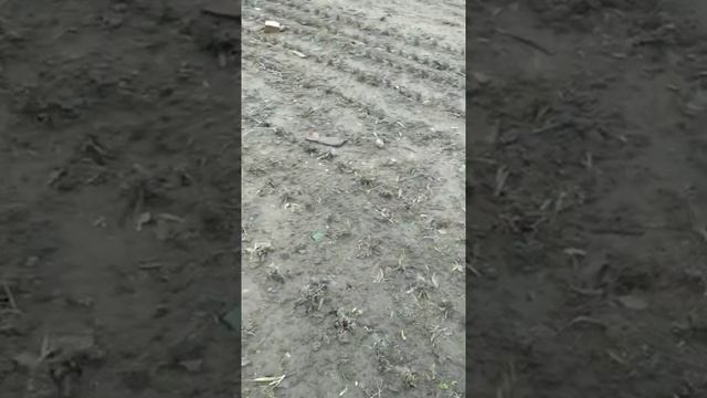 Строительные Палитры