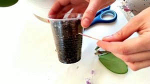 Хойя Керри - укоренение