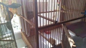 Как размножать канареек. Размножение канареек