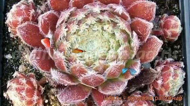 Молодило обыкновенная Алладин (sempervivum aladdin) ? обзор: как сажать, рассада молодила Алладин смотреть онлайн
