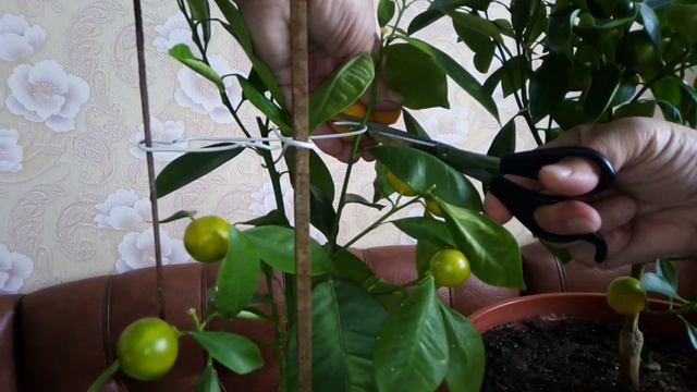 Наши цитрусовые на подоконнике, каламандин. смотреть онлайн