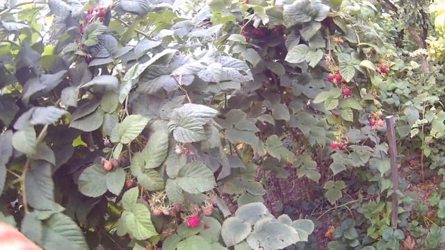 Ремонтантная малина сорт Бабье лето 2 смотреть онлайн