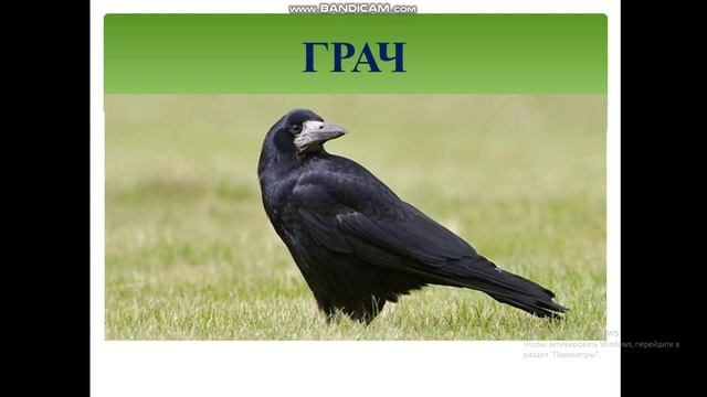 6 класс. Биология. Экскурсия "Живые организмы весной" смотреть онлайн