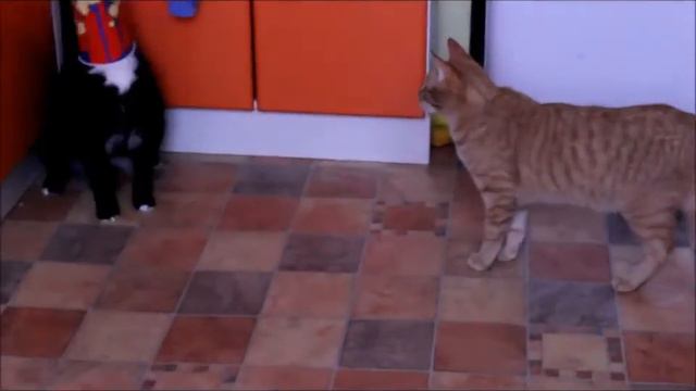 Кошаки попали в ритм Майкла Джексона /Cats dancing Michael Jackson - Bad /