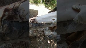 выделка сыромятной кожи в домашних условиях