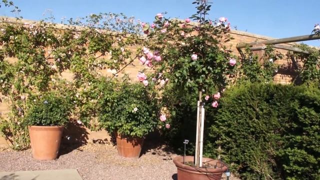 Englische Rosen als Stämmchen (Brother Cadfael) смотреть онлайн