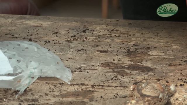 How to Grow Zantedeschia (Calla Lilies): Summer Garden Guide смотреть онлайн