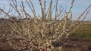 Слива диплоидная Озарк (Оцарк)Премьер .Опылители .