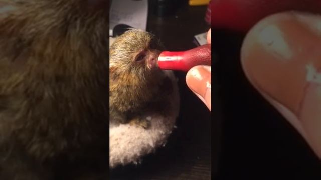 Карликовая игрунка (Cebuella pygmaea) смотреть онлайн