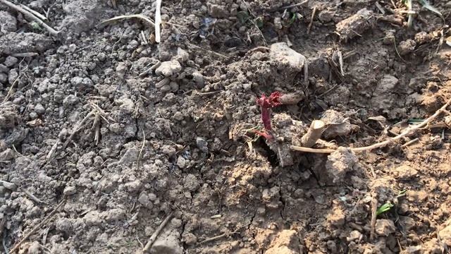 Малина Полька сорту Ноокат смотреть онлайн