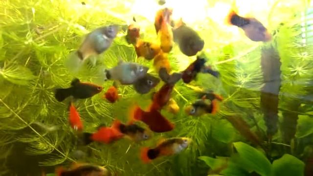 Корм для рыбок таблетированный Tetra Fun Tips tablets,рыбки аквариумные пецилии. смотреть онлайн