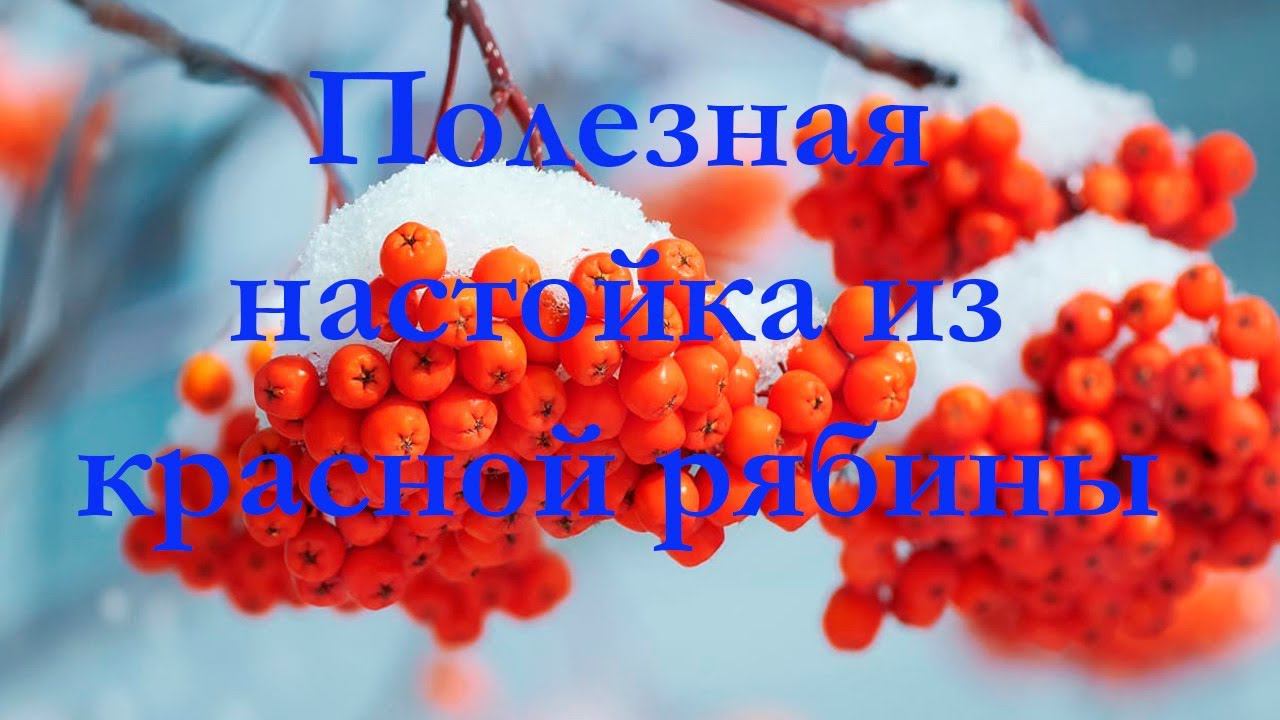 Рябиновая настойка! Поднимаем иммунитет и настроение! смотреть онлайн