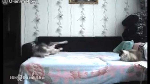 Пока хозяйка не видит смотреть онлайн