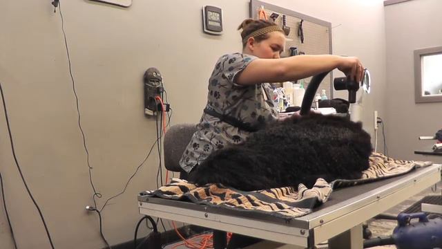 Bathing and Drying Show Poodle for Maintenance смотреть онлайн