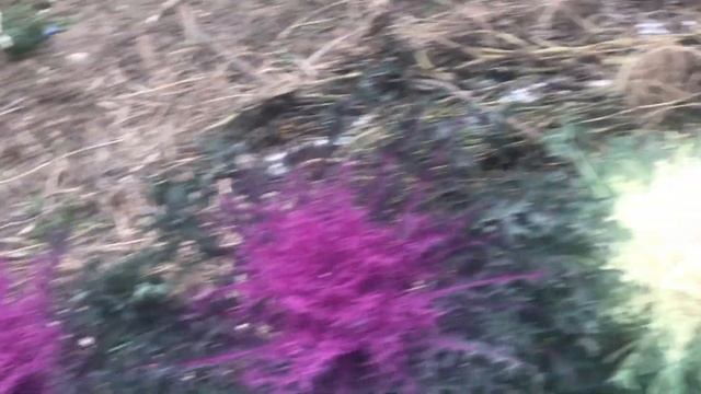 Декоративная капуста поздней осенью-украшение сада или клумбы смотреть онлайн