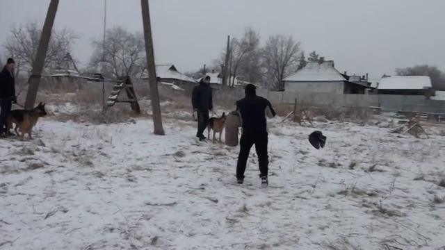 Дрессировка немецкой овчарки. Команда ЧУЖОЙ смотреть онлайн