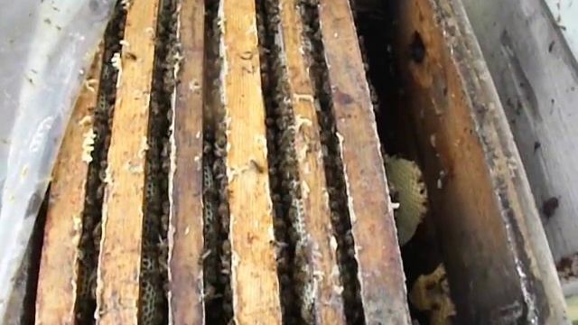 ограничение матки в засеве, на малом количестве рамок, при работе, на товарный мед, на слабом взятк смотреть онлайн