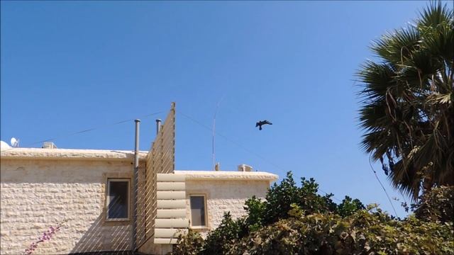 Динамический отпугиватель птиц ? на даче или огороде. (Dynamic repeller of birds). смотреть онлайн