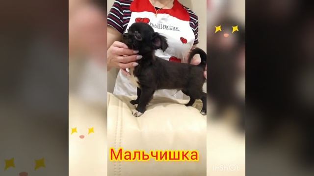 черный мальчик дш чихуахуа , мелкий стандарт. Москва, продается смотреть онлайн